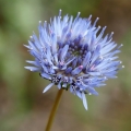 Pavinec horský (Jasione montana)