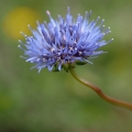 Pavinec horský (Jasione montana)