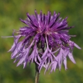 Pcháč rolní (Cirsium arvense)