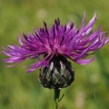 Pcháč rolní (Cirsium arvense)