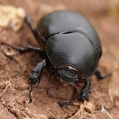 Pentodon idiota