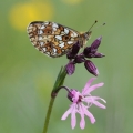 Perleťovec dvanáctitečný (Boloria selene)