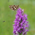 Perleťovec dvanáctitečný (Boloria selene)