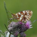 Perleťovec dvanáctitečný (Boloria selene)