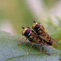 Pestřenka pruhovaná (Episyrphus balteatus)