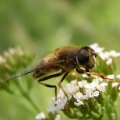 Pestřenka trubcová (Eristalis tenax)