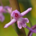 Pětiprstka žežulník (Gymnadenia conopsea)