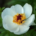 Pivoňka (Paeonia clusii sp. rhodensis)