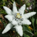 Plesnivec alpský (Leontopodium alpinum)