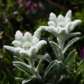 Plesnivec alpský (Leontopodium alpinum)