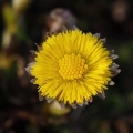 Podběl lékařský (Tussilago farfara)