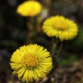 Podběl lékařský (Tussilago farfara)