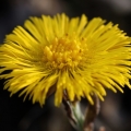 Podběl lékařský (Tussilago farfara)