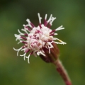 Podbělice alpská (Homogyne alpina)