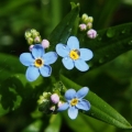 Pomněnka bahenní (Myosotis palustris)