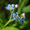 Pomněnka bahenní (Myosotis palustris)