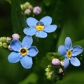 Pomněnka bahenní (Myosotis palustris)