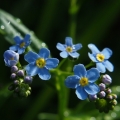 Pomněnka bahenní (Myosotis palustris)