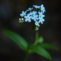 Pomněnka bahenní (Myosotis palustris)