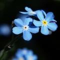 Pomněnka úzkolistá (Myosotis stenophylla)