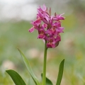 Prstnatec bezový (Dactylorhiza sambucina)