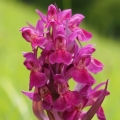 Prstnatec bezový (Dactylorhiza sambucina)