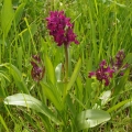 Prstnatec bezový (Dactylorhiza sambucina)