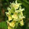 Prstnatec bezový (Dactylorhiza sambucina)
