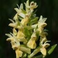 Prstnatec bezový (Dactylorhiza sambucina)