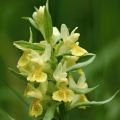 Prstnatec bezový (Dactylorhiza sambucina)
