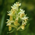 Prstnatec bezový (Dactylorhiza sambucina)
