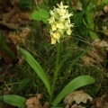 Prstnatec bezový (Dactylorhiza sambucina)