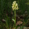 Prstnatec bezový (Dactylorhiza sambucina)