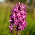 Prstnatec Braunův (Dactylorhiza braunii)