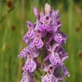Prstnatec fuchsův (Dactylorhiza fuchsii)