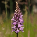 Prstnatec fuchsův (Dactylorhiza fuchsii)