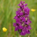 Prstnatec májový (Dactylorhiza majalis)