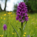 Prstnatec májový (Dactylorhiza majalis)