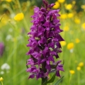 Prstnatec májový (Dactylorhiza majalis)