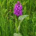 Prstnatec májový (Dactylorhiza majalis)