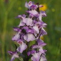 Prstnatec májový (Dactylorhiza majalis)