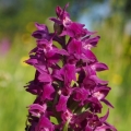 Prstnatec májový (Dactylorhiza majalis)