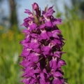 Prstnatec májový (Dactylorhiza majalis)