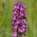 Prstnatec májový (Dactylorhiza majalis)