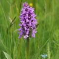 Prstnatec májový (Dactylorhiza majalis)