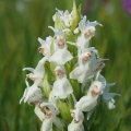 Prstnatec májový (Dactylorhiza majalis)