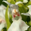 Prstnatec májový (Dactylorhiza majalis)