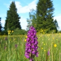 Prstnatec májový (Dactylorhiza majalis)