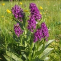 Prstnatec májový (Dactylorhiza majalis)