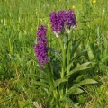 Prstnatec májový (Dactylorhiza majalis)